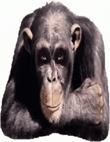 wink-monkey
