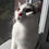 Hazal_Alkaya